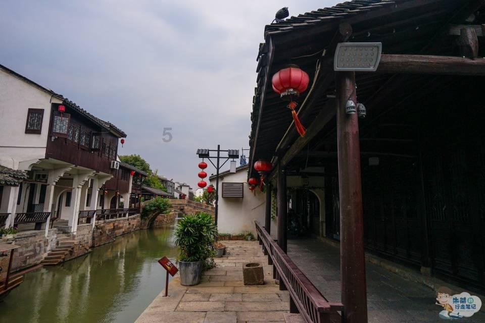 约克夏如何喂养?饲养约克夏要注意什么?